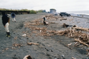 2003年と価値沖地震津波により海浜に打ち上げられた流木（大樹町の歴船川河口付近の旭浜）