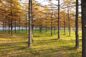 カラマツ林