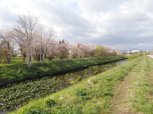伏籠川の桜